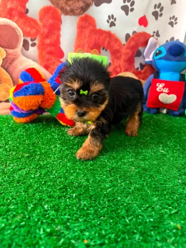 Yorkshire macho mini