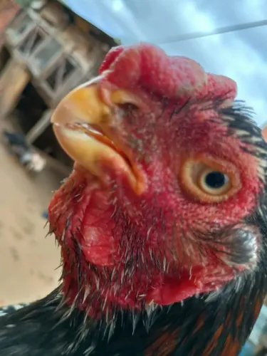 Frango índio bico curto 350,00 pintando