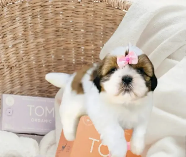 Shih tzu Filhotes mini shih tzu tricolores em mega promoção!!