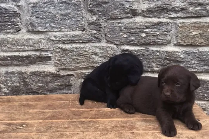 Labrador filhotes 
