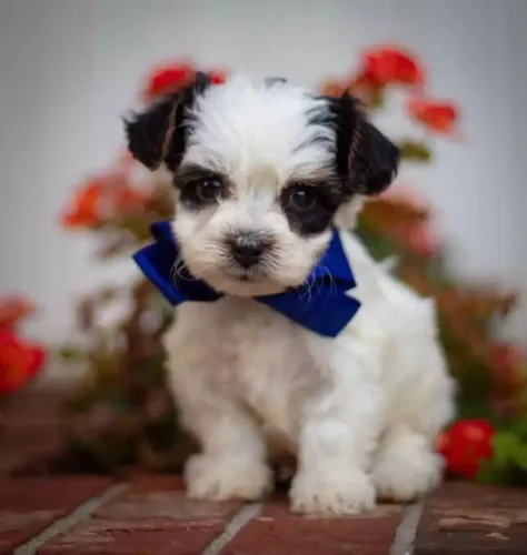 Shih poo passo cartão