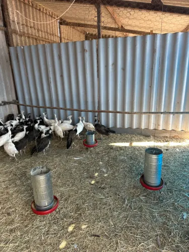 Casais de frango azul e branco