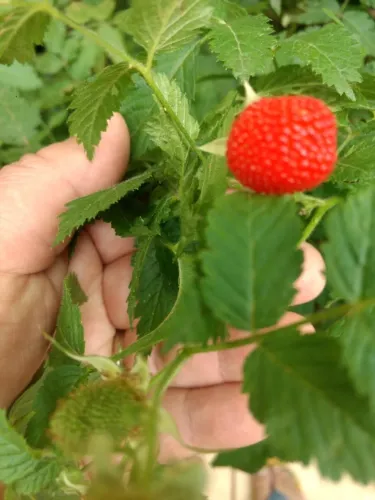 Vendo Mudas de Framboesa Silvestre em Produção ( Moranguinho ) - Guarulhos