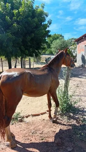 Vendo cavalo manso de sela bom de arreio ladeia e fasta 