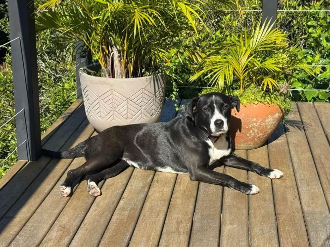 Doação de cachorro, fêmea 2 anos