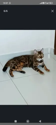 Gata Bengal