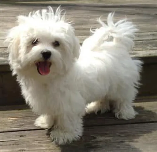 Sua linda bb de quatro patas Maltês!!