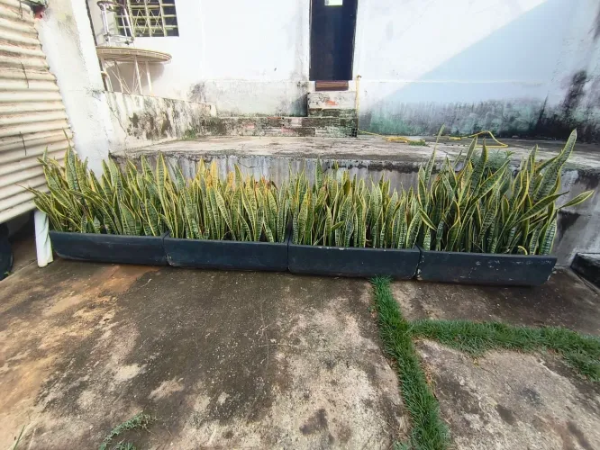 Plantas Espada de São Jorge em vasos