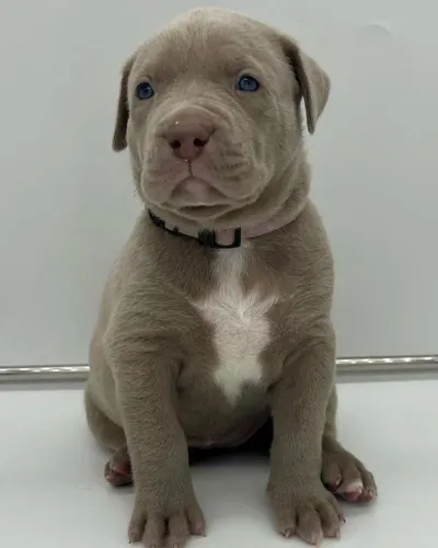 Filhote de Pitbull Pelúcia de 4 Patas