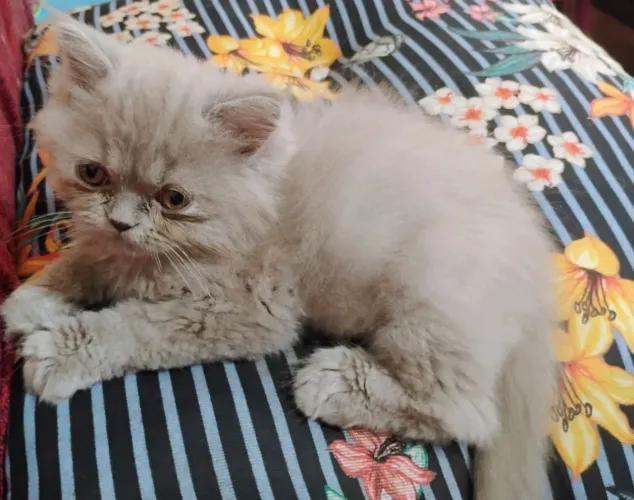 Gato Persa Filhote Promoção 