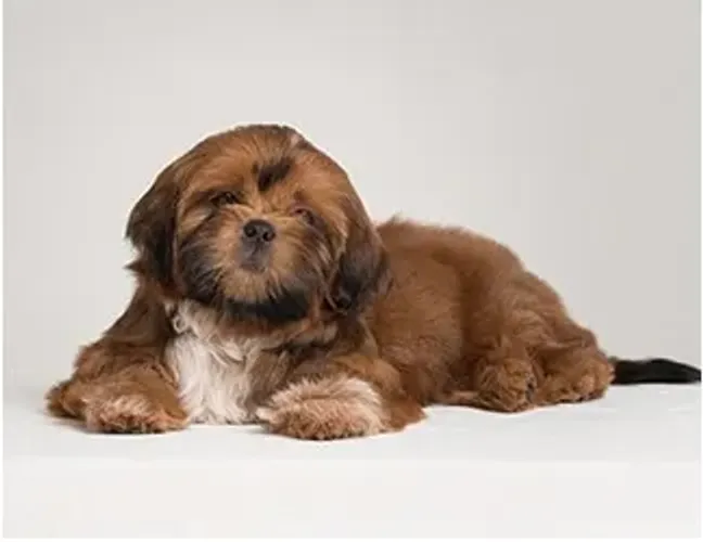Shih-Tzu Fêmea Black: Mini Coração Pronto para Amar!