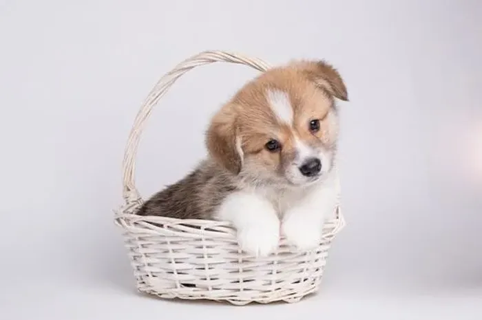 Corgi disponível