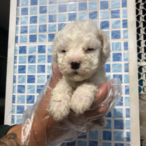 Poodle toy O Companheiro Perfeito para Quem Ama Diversão