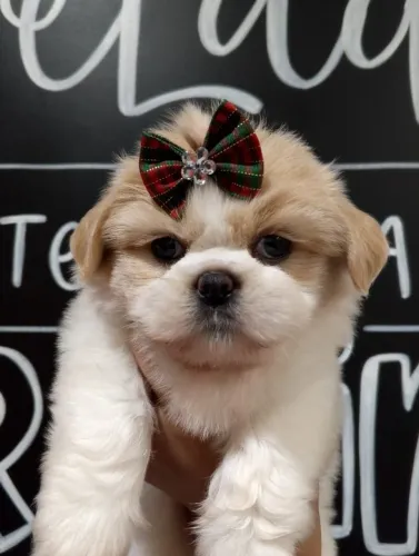 Lhasa Apso Fêmeas com 50 dias,Vermifugadas e Vacinadas Disponiveis