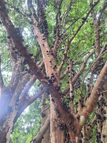 Jabuticaba sabara adulta 