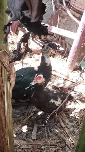 Patos Machos Grandes Adultos só R$ 45