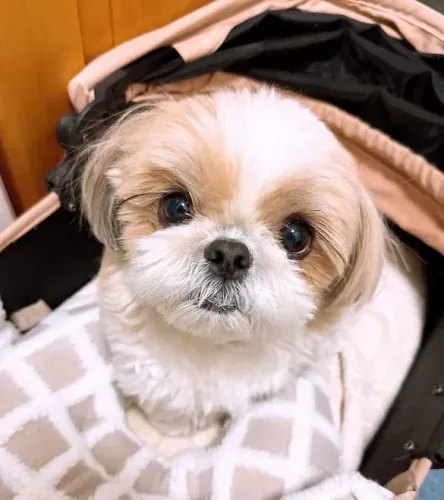 Filhote Shih Tzu, Filhotes Disponíveis! Garanta o Seu!