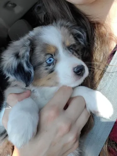 border collie filhotes na cor merle- a mais procurada