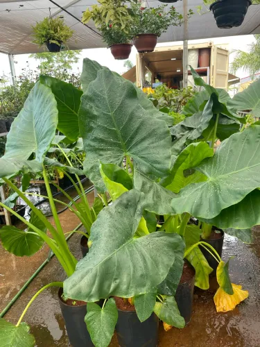 Muda de Orelha de Elefante