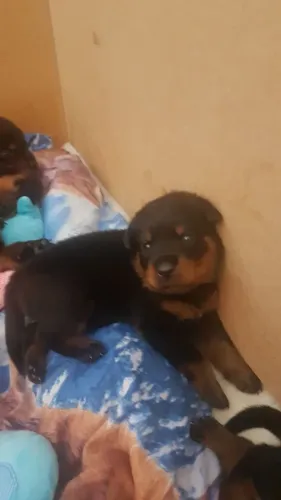 ?Rottweiler: imponência até no jeitinho de pedir colo.? ?
