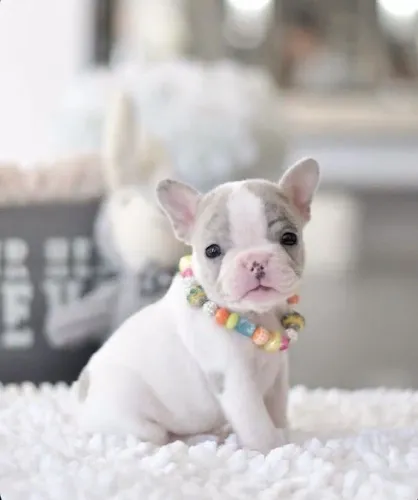 Bulldog Francês Fêmea