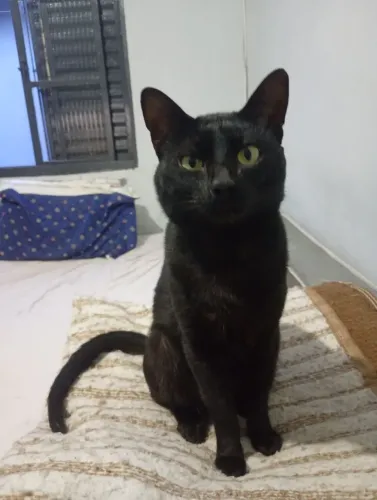 DOAÇÃO GATO TODO PRETO MUITO LINDO ADULTO