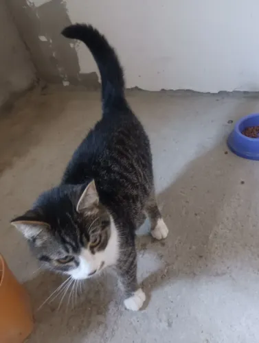 DOAÇÃO FILHOTE GATO URGENTE !!!!!