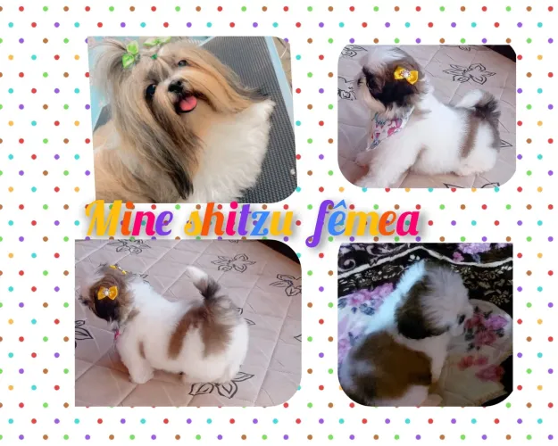 Mine shitzu fêmea 