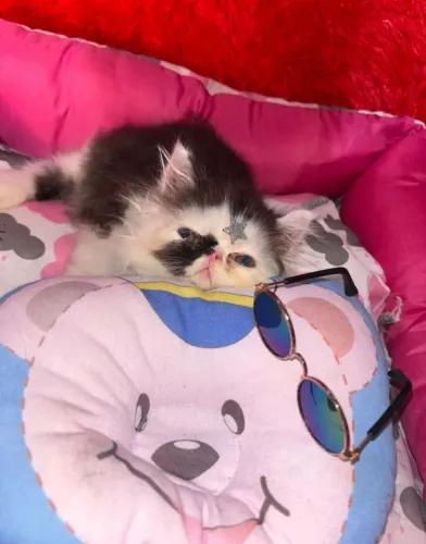 Vendo filhote de gato Persa Show
