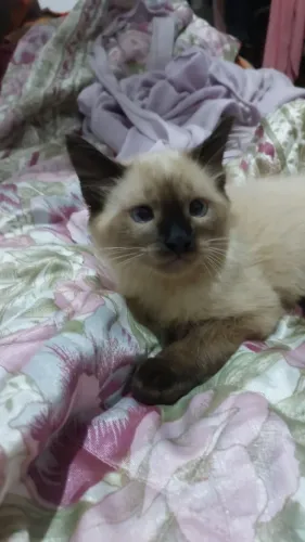 Exclusivo gato siamês