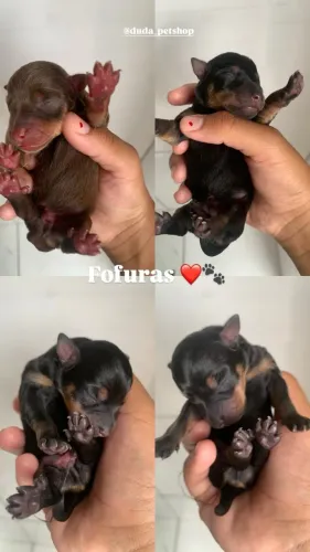 Filhotes de Pinscher n° 1