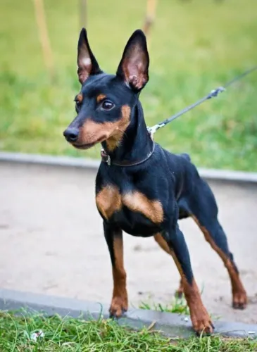 Pinscher Miniatura fêmea Black and Tan disponível para venda