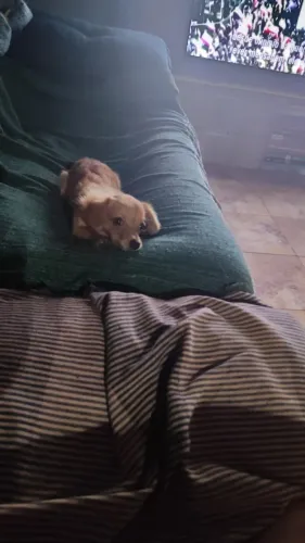 À procura de um namorado para minha cachorrinha