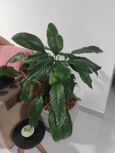 Vaso grandão de planta