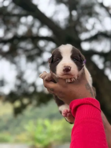 Border Collie | Não perca tempo, chama no WhatsApp