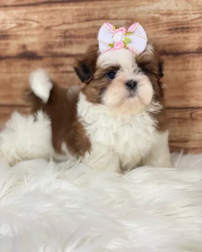 Filhotes de Shihtzu mini
