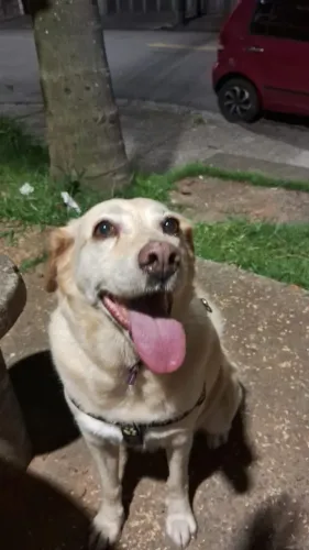 Doação Cadela Labrador com Vira lata