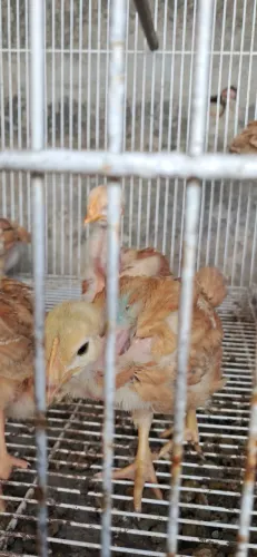 Pintinhos caipira itaipuaçu