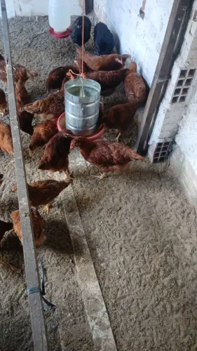 Vendo lote de poedeiras embrapa todas com 4 meses de vida. Todas vacinadas. 60 reias a uni