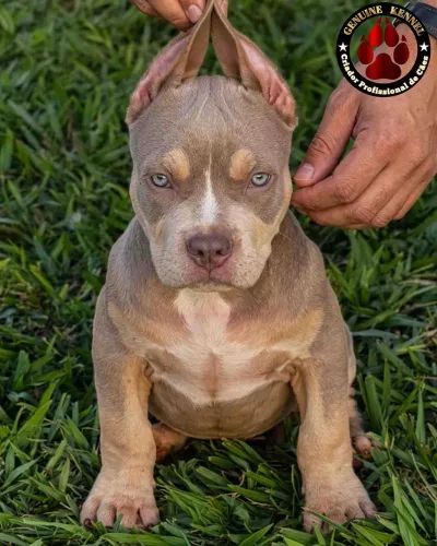 Pit Monster (Brazilian Bull)