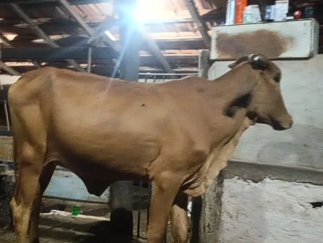 Novilhas girleiteiro puras