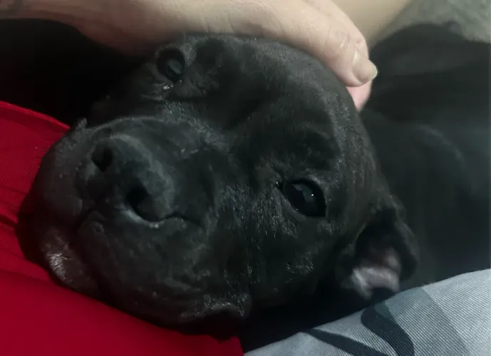 American bully
