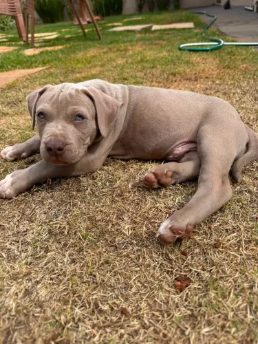 Pit Monster Lilac com Pedigree IBC