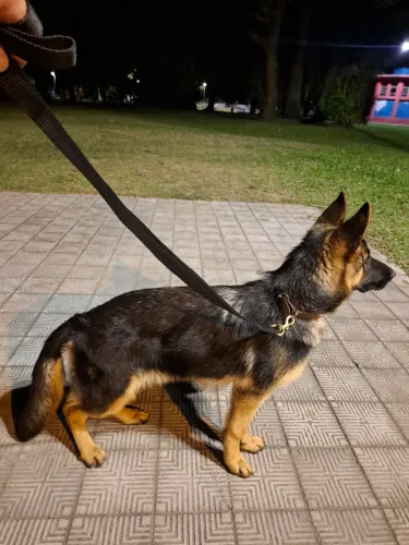 Vendo cão de Pastor alemão fêmea 