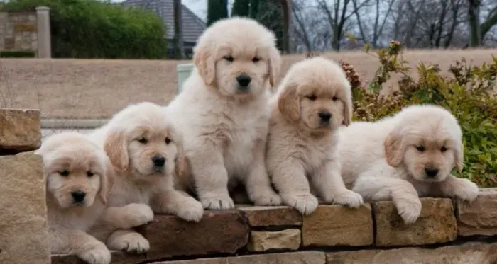Golden Retriever Filhotes