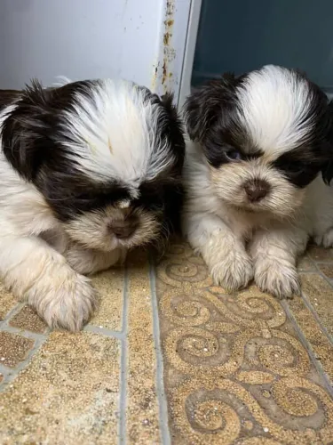 Filhote Shih Tzu, fofos e carinhosos!