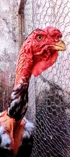 Polaco gigante