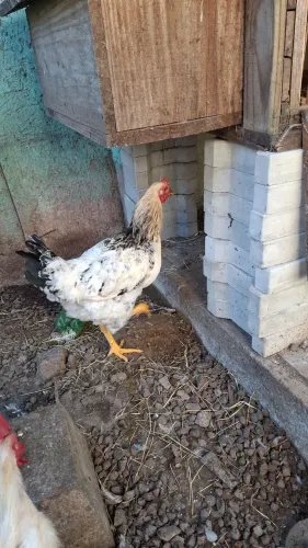 Galo e galinha