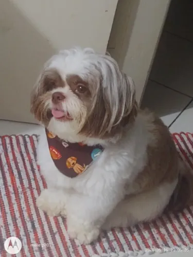 Shih-tzu macho peso 7 kg