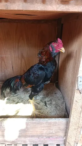 Galos 